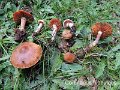 Cortinarius hinnuleus-amf608-1